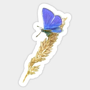 Blue Butterfly Sticker